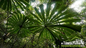 Mount Tambuyukon Expedition  